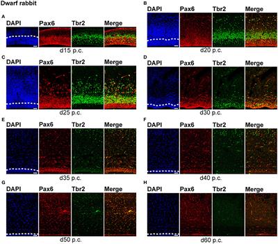 Developmental Differences in Neocortex Neurogenesis and Maturation Between the Altricial Dwarf Rabbit and Precocial Guinea Pig